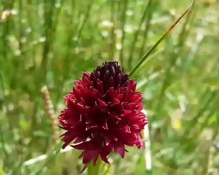 PXL109 Orchis vanillé (nigritelle noire)